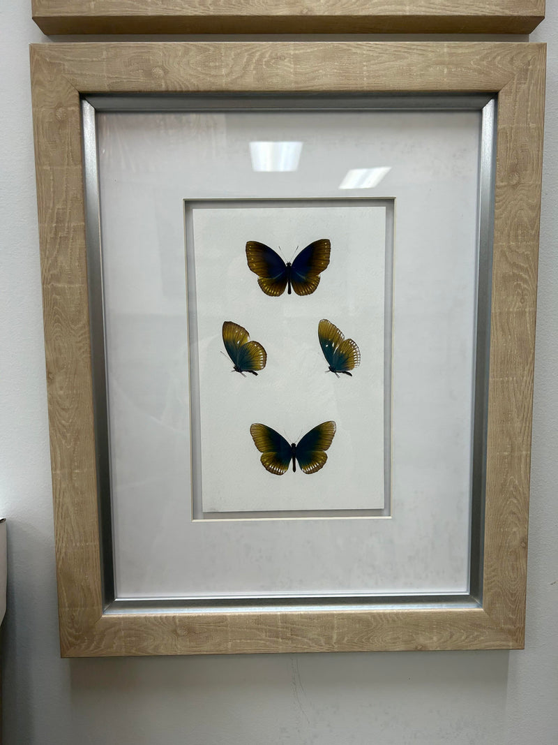 Butterfly Lover IV