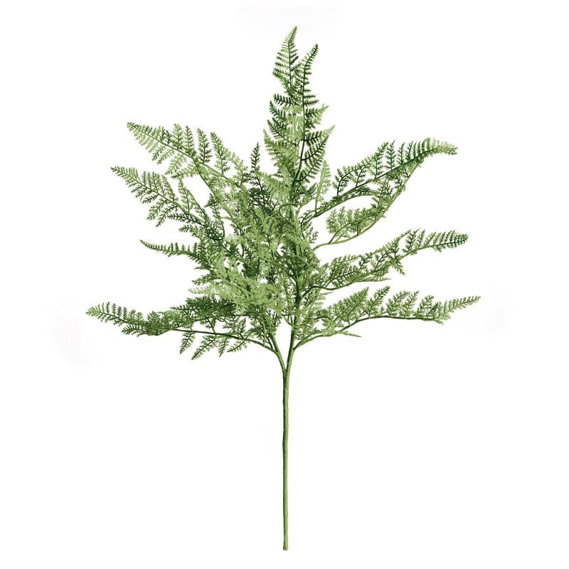 Fern Bush Stem