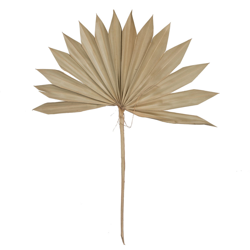 20" Palm Sun Spear Natural