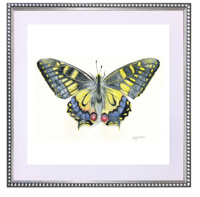 Butterfly 1
