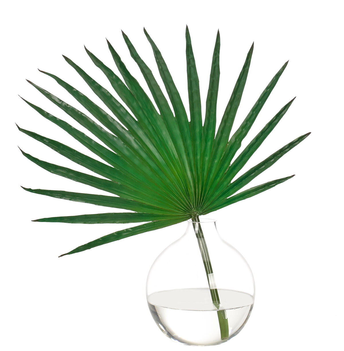 Palm Fan