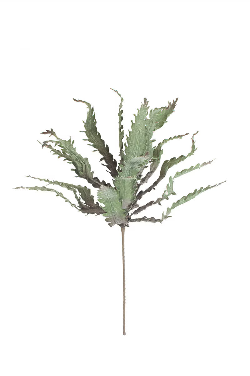 Botanica #3658
