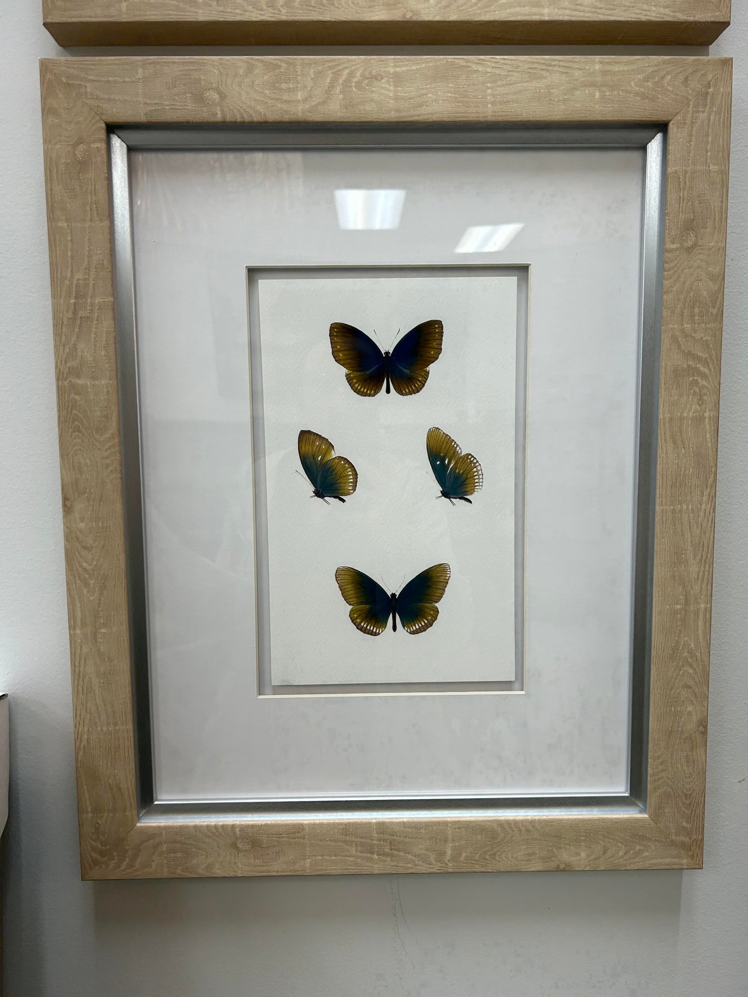 Butterfly Lover IV