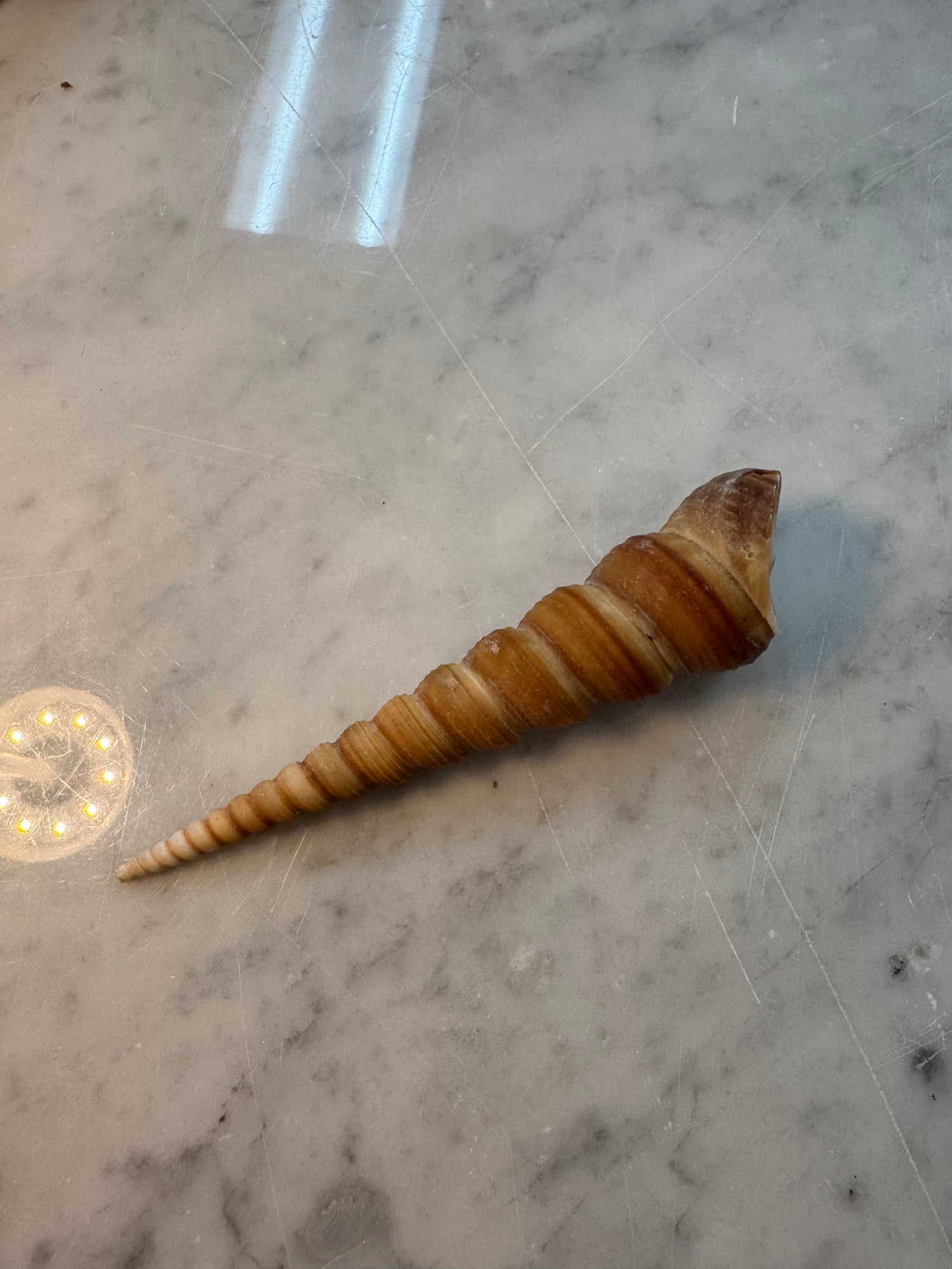 Turritella 5”