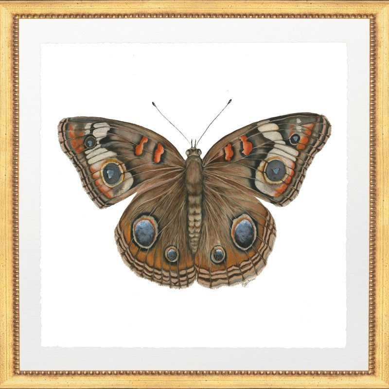 BUTTERFLY 3