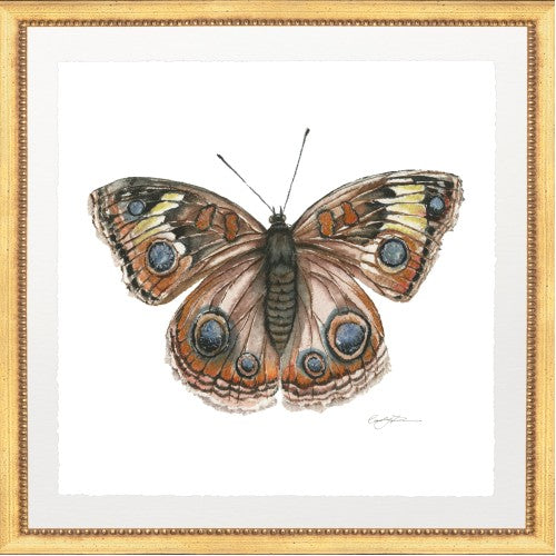 BUTTERFLY 4