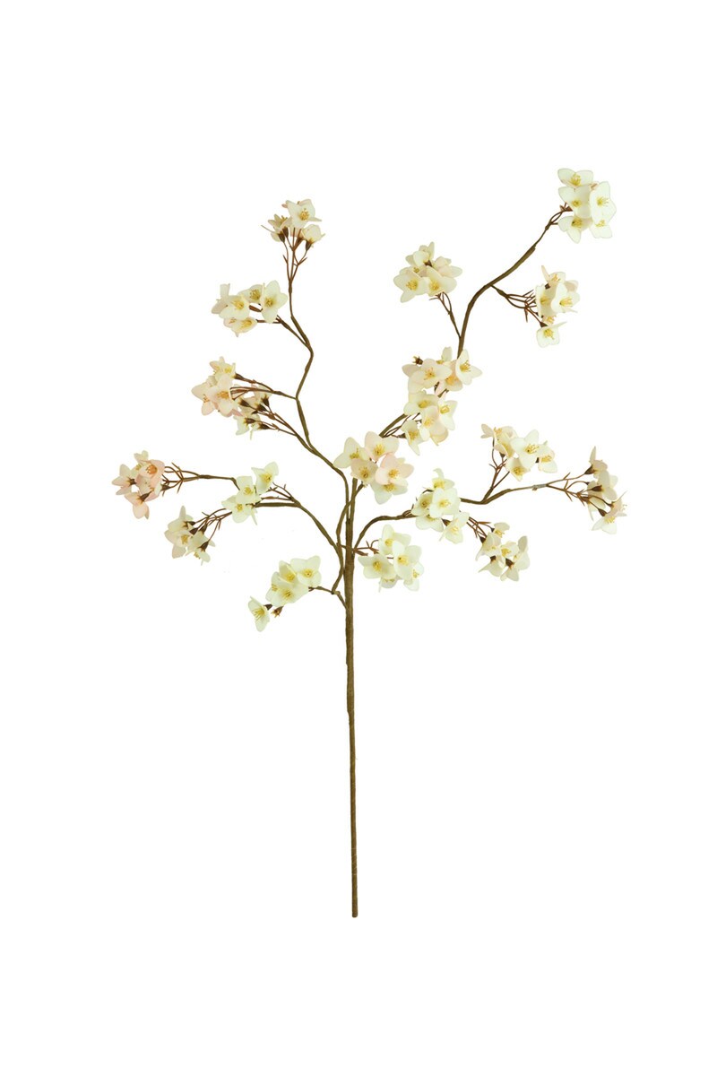Botanica #3466