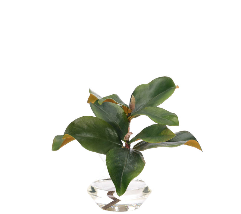 Magnolia Foliage
