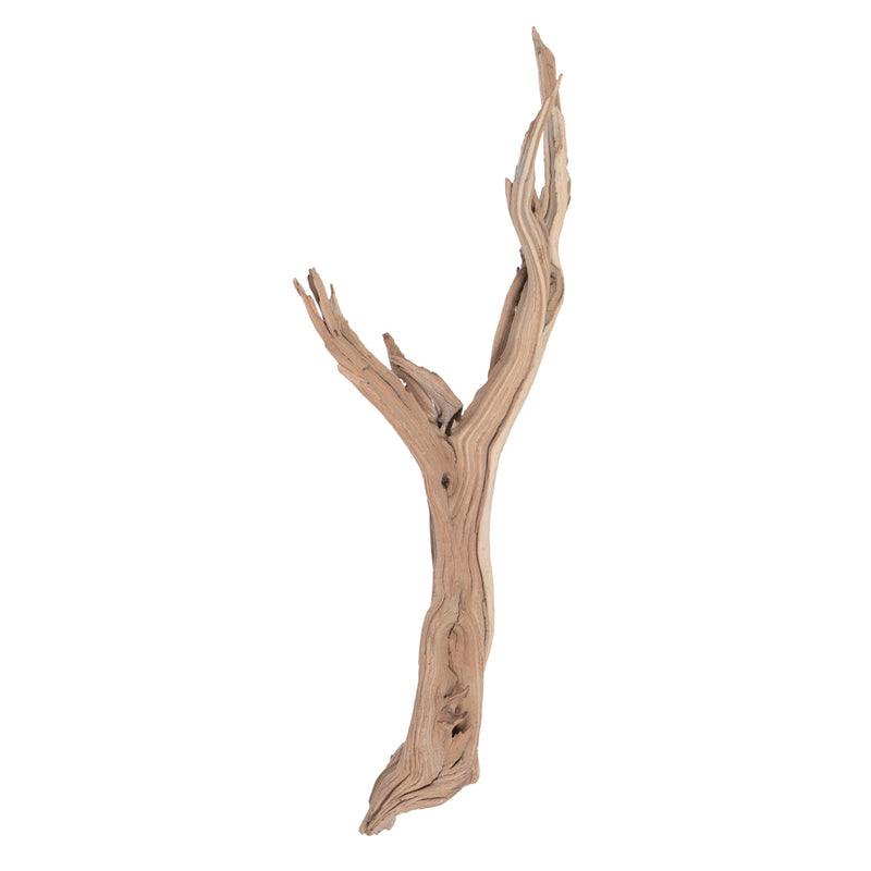 Ghostwood Manzanita 24"