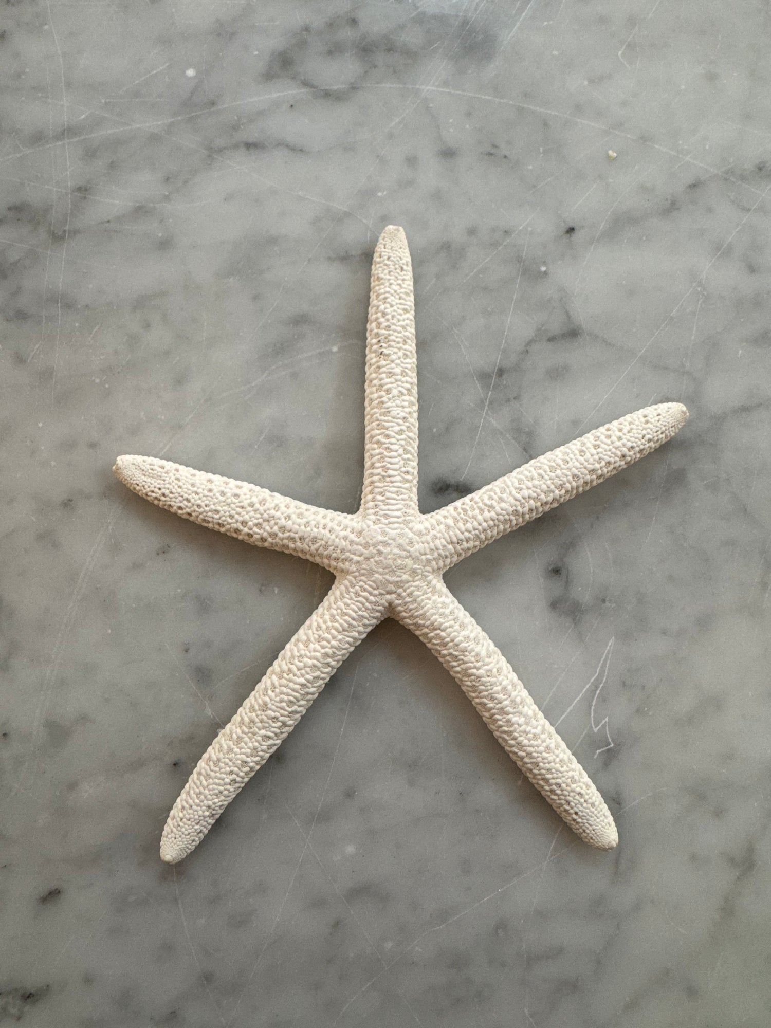 Star Fish
