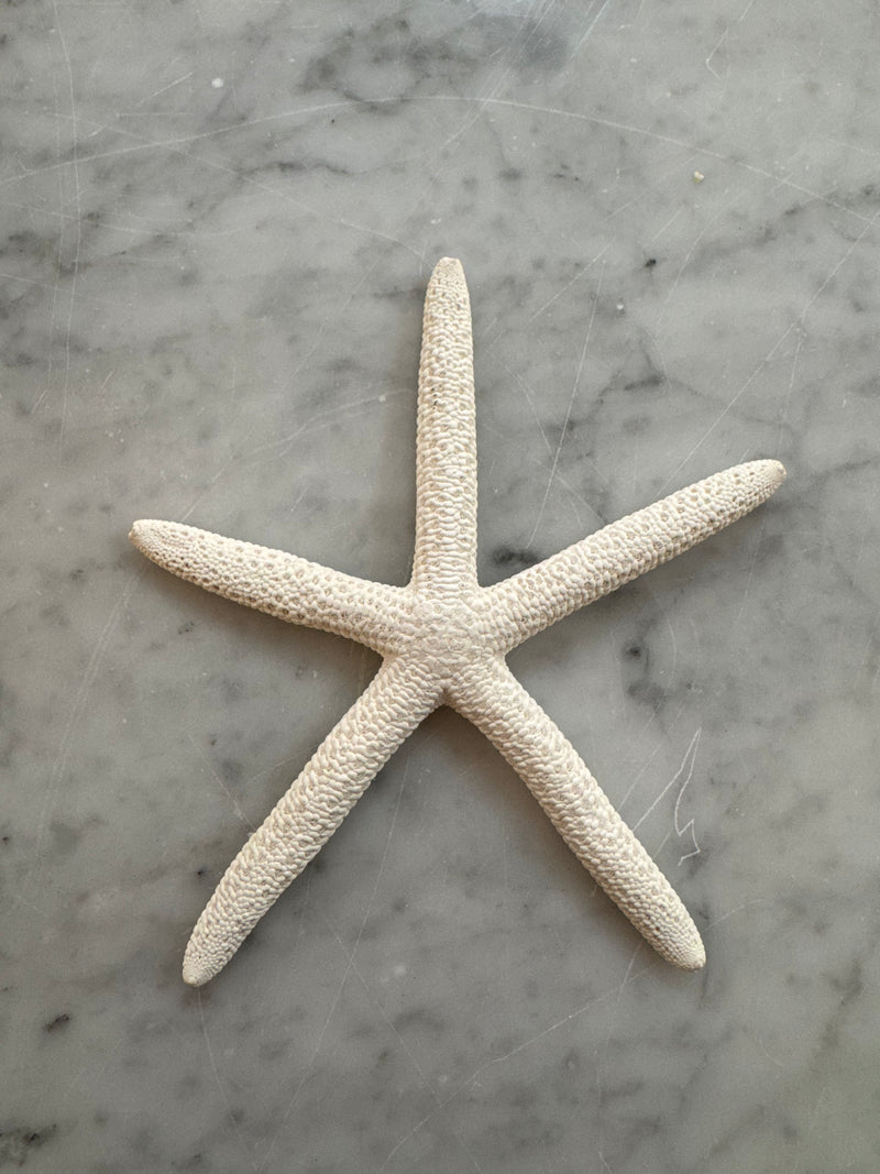 Star Fish