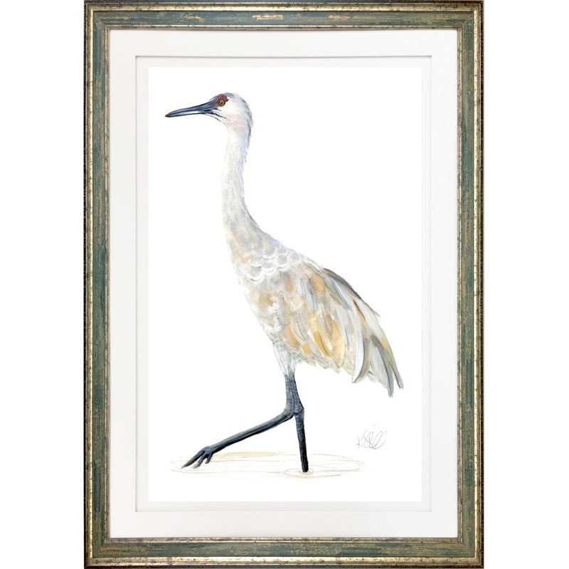 SANDHILL CRANE
