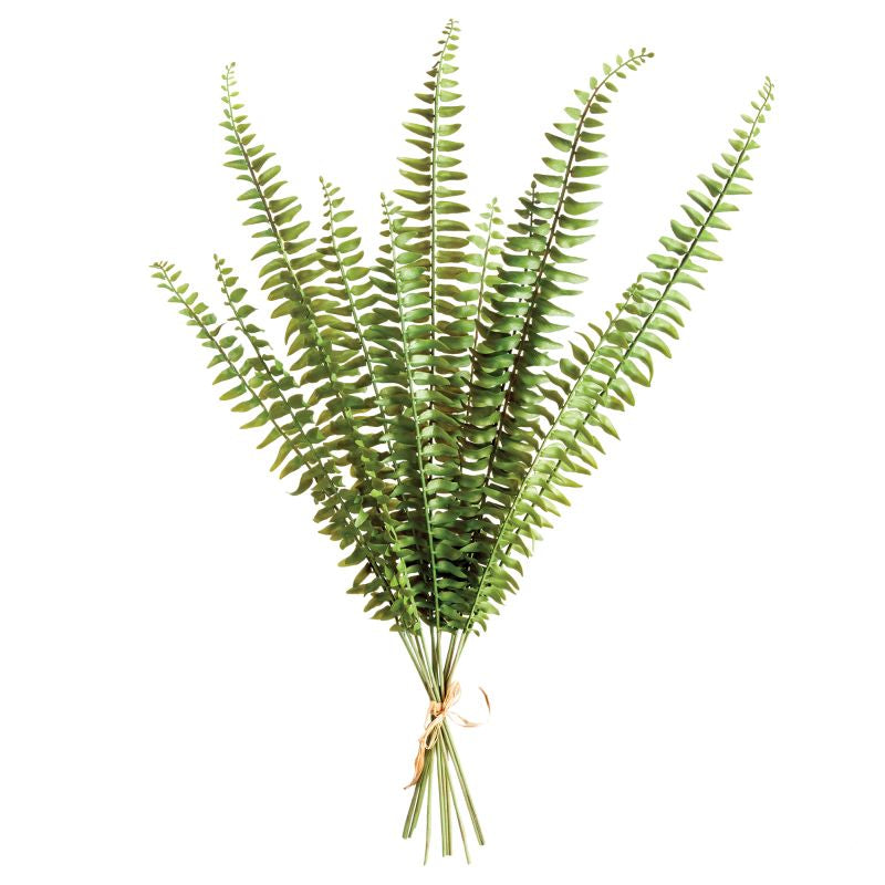 BOSTON FERN STEMS BUNDLE 12