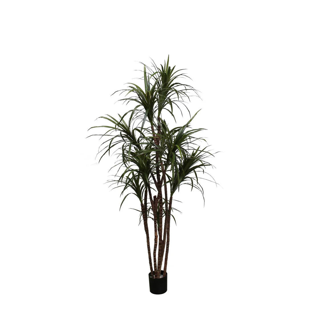 Unpotted Dracaena 2