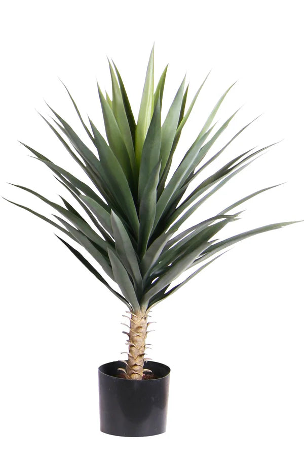 3' BLUE AGAVE