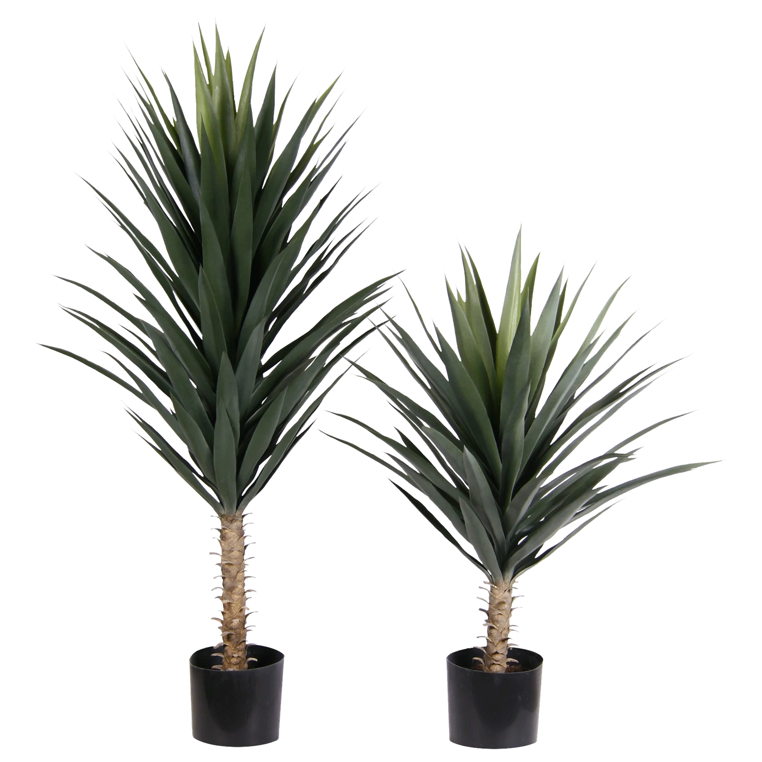 3' Blue Agave