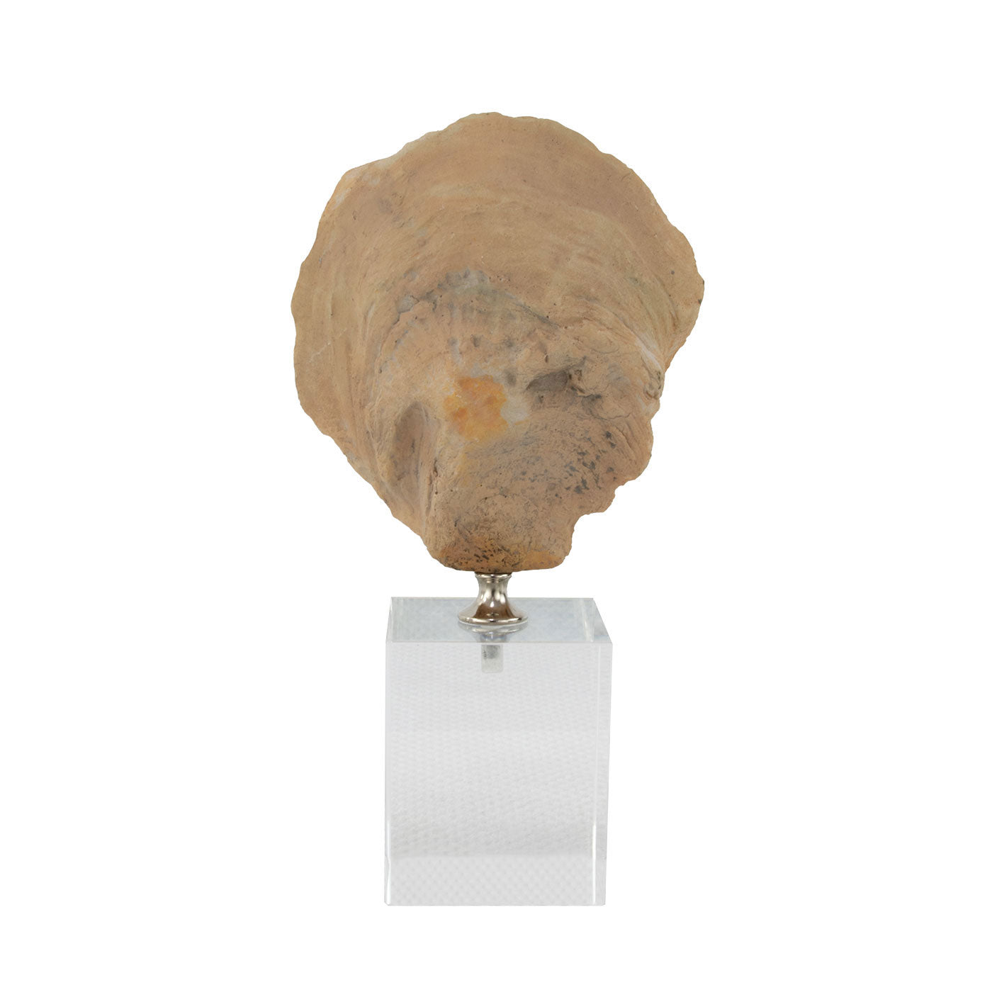 Sea Shell with Crystal