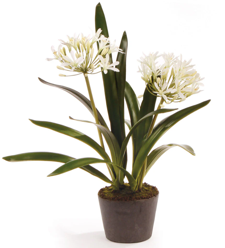 AGAPANTHUS DROP-IN 23"