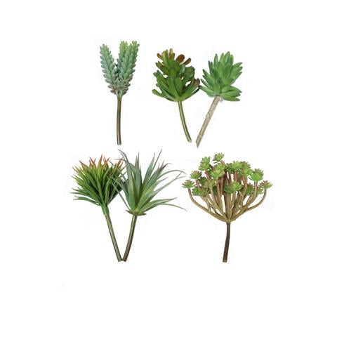 mixed succulents
