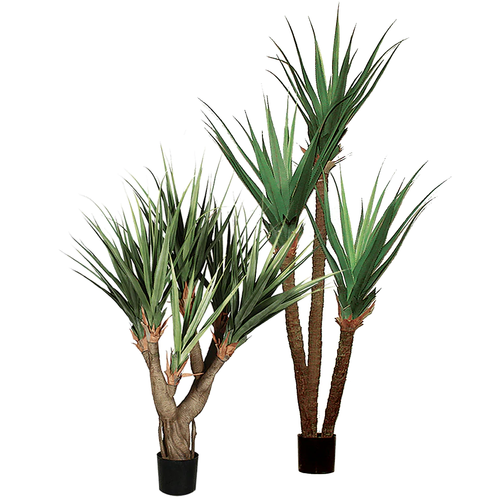 Pandanus Tree 8'