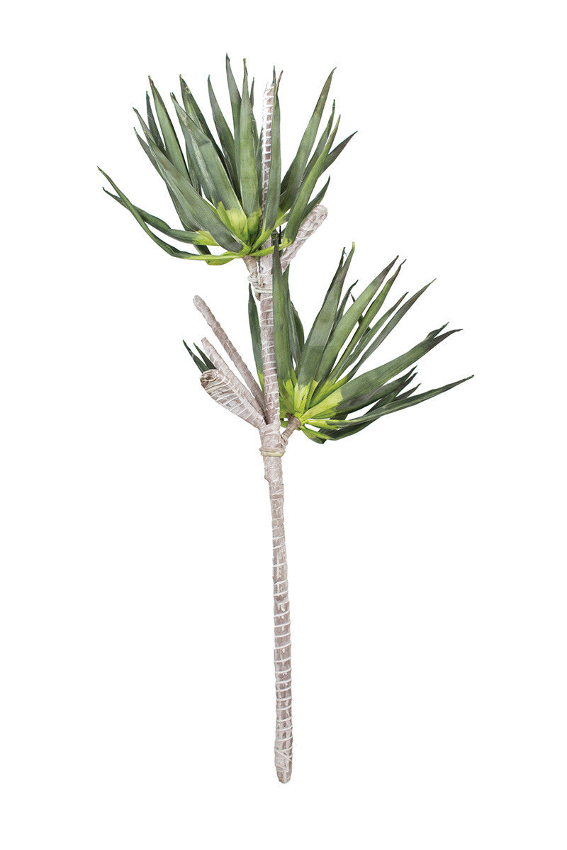 Botanica II