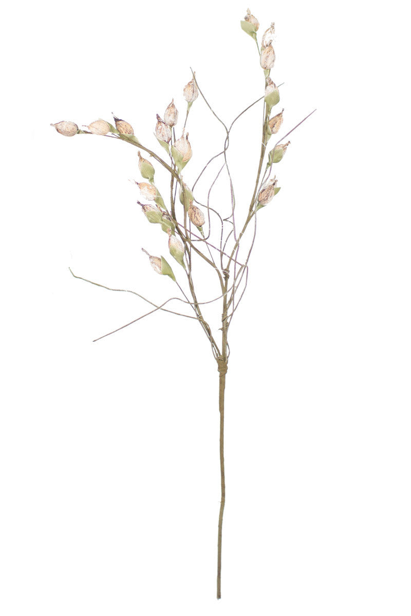Botanica I