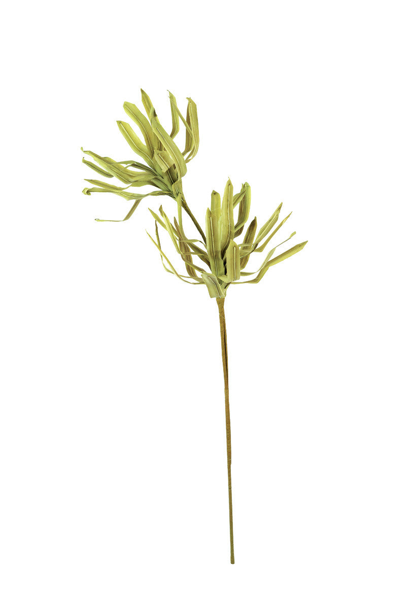 botanica #2538