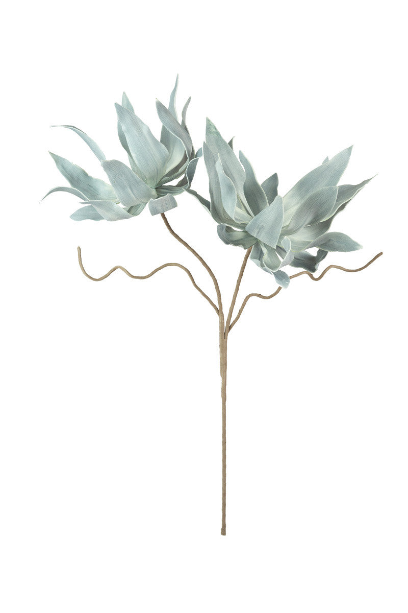 Botanica 2547