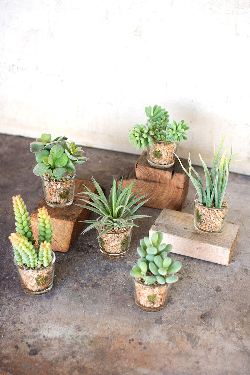 Artificial succulent in glass container