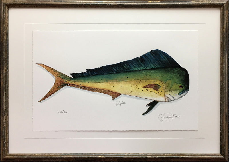 Dolphin