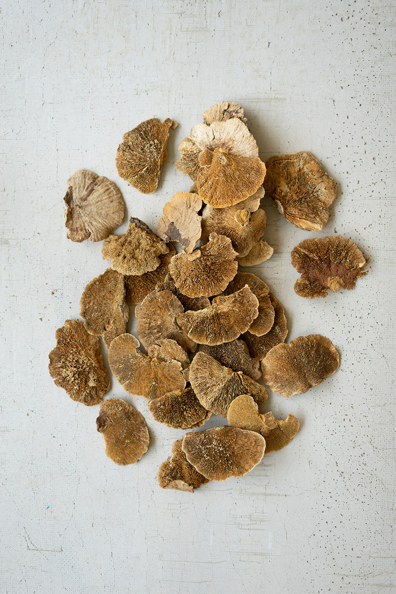 bag of 48 dried sponge mushrooms