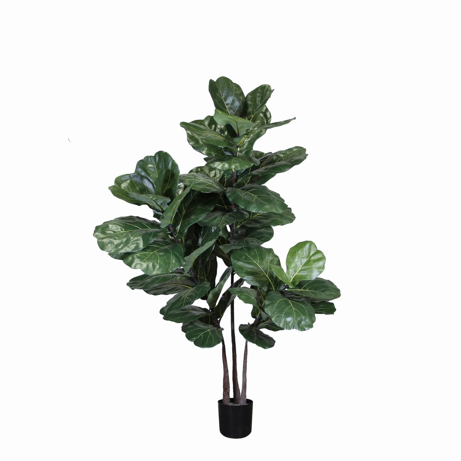 Brazilian Fiddle Leaf Tree -