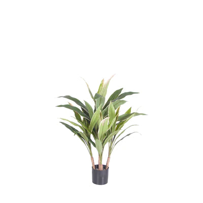 Cordyline Plant 3'