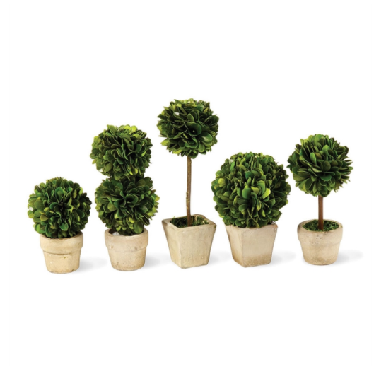 BOXWOOD MINI TOPIARIES IN POTS