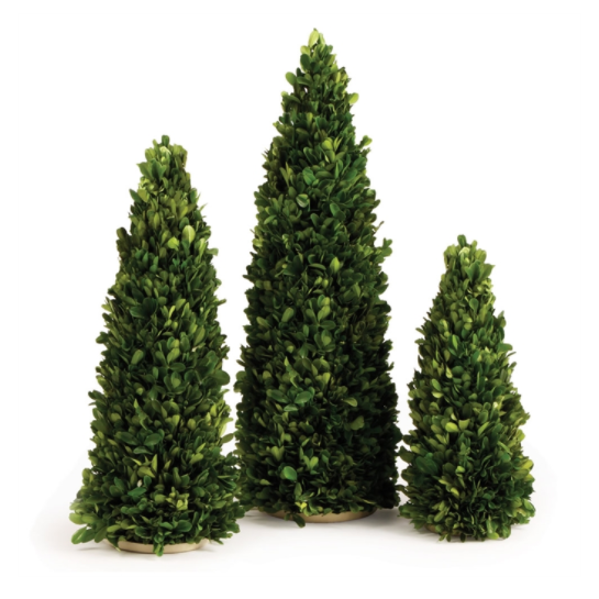 BOXWOOD MINI TREES