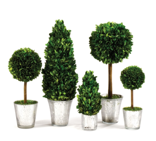 BOXWOOD TOPIARIES IN GLASS
