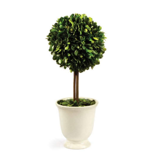 BOXWOOD TOPIARY IN BEADED WHITE POT