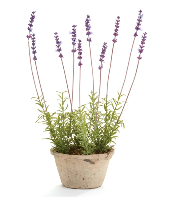 FRENCH LAVENDER POTTED 17"