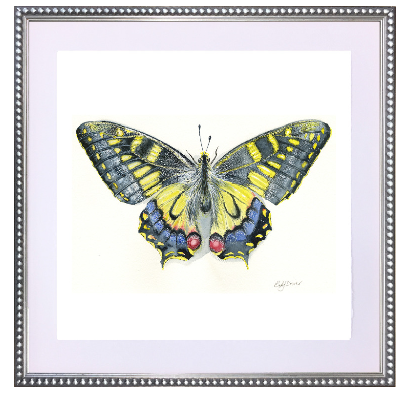 Butterfly 1