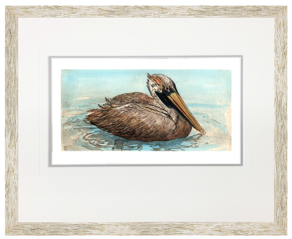 Brown Pelican