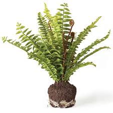 Boston Fern Drop In 11"