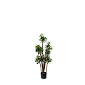 Jade Plant 2'