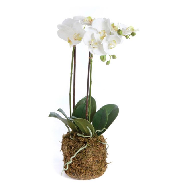 PHALAENOPSIS ORCHID DROP-IN 15"